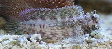 Algae Blenny MED