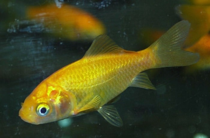 Lemon Goldfish 7-8cm