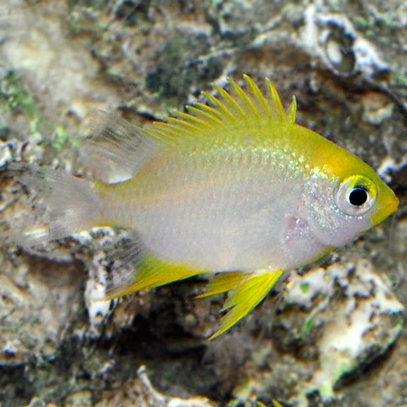 Lemon Damsel MED