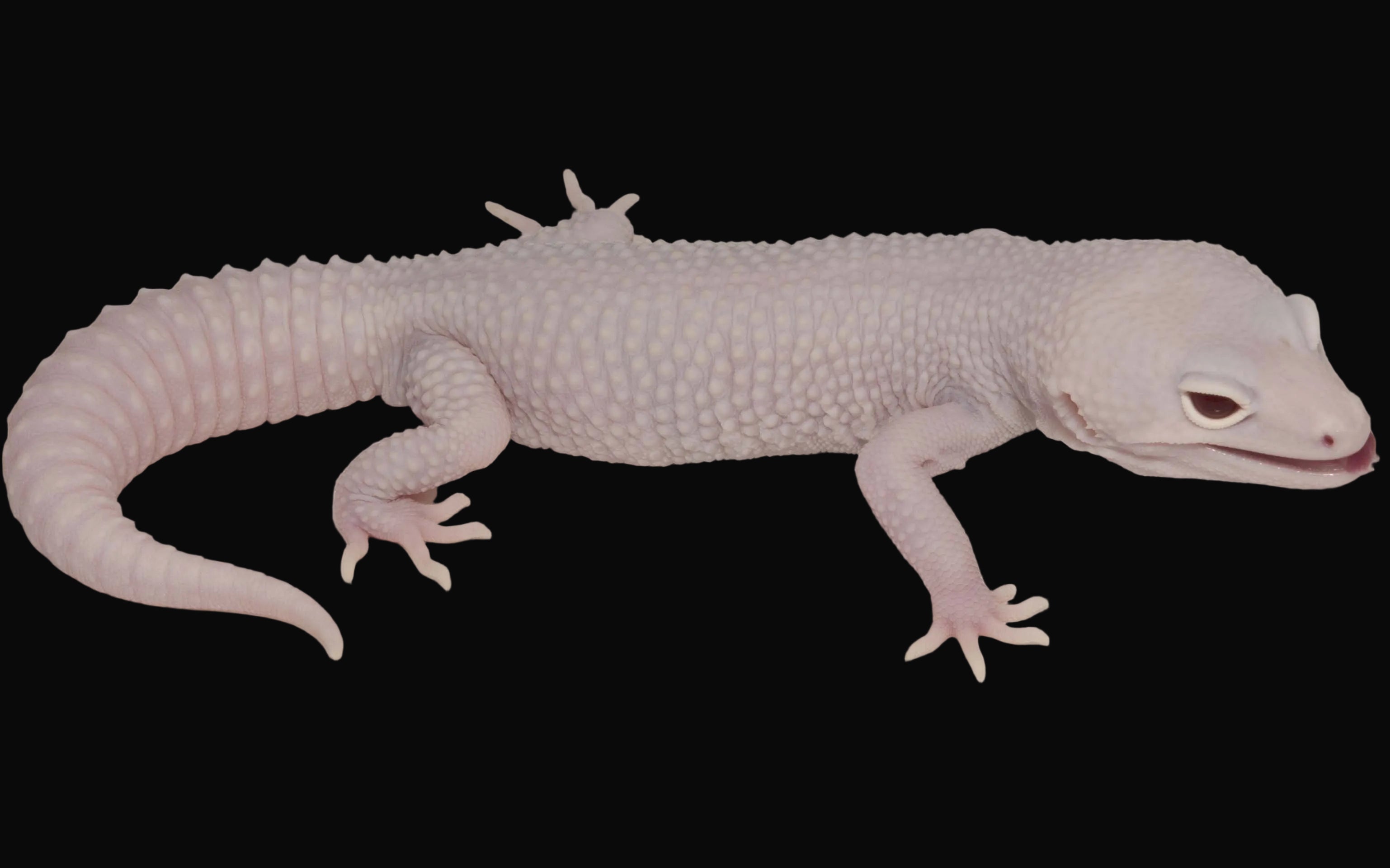 CB Diablo Blanco Leopard Gecko
