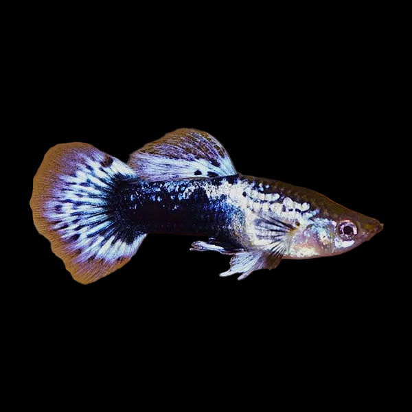 Purple Batik Male Guppy 3.5cm