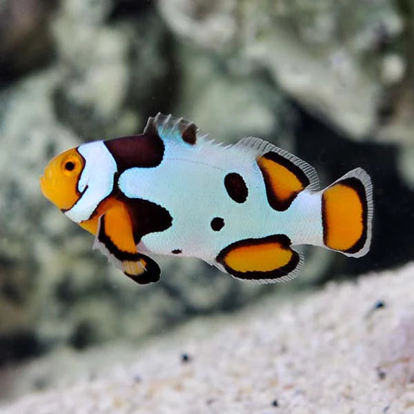 Picasso Clownfish Grade A Pair MED