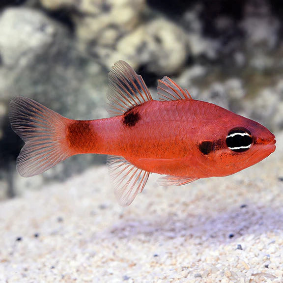 Red Cardinalfish LRG