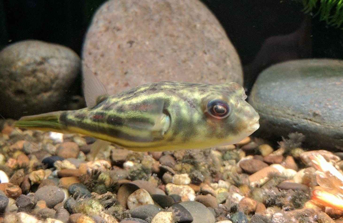 Fahaka Pufferfish 2-3cm