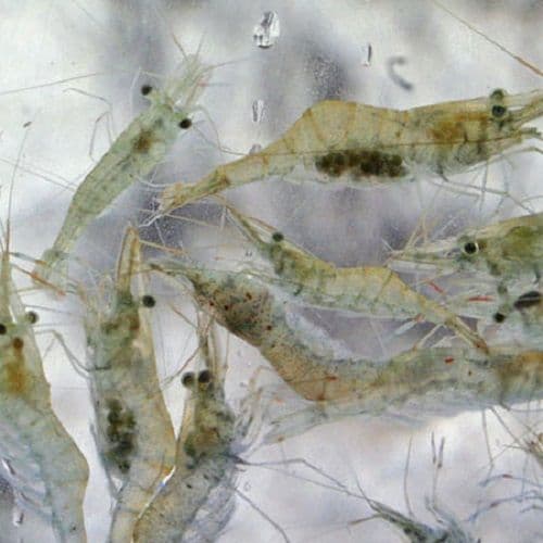 Live River Shrimp 150ml