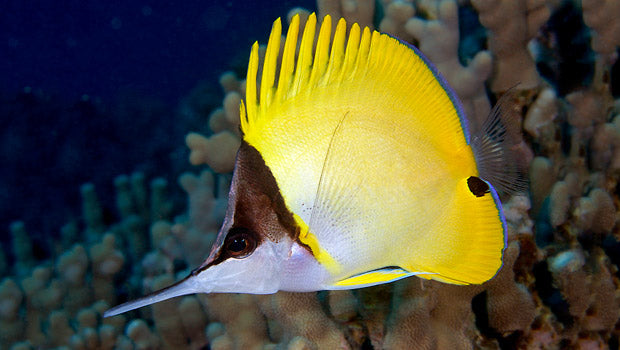 Yellow Long Nose Butterfly SML (feeding on frozen)