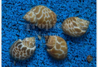 Orange Marble Snail MED