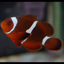 Maroon Clownfish Pair MED