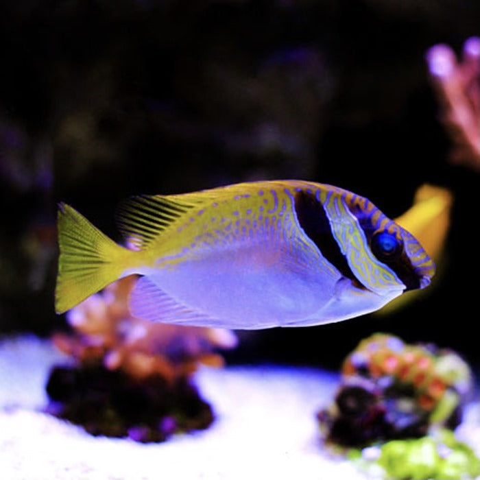Masked Rabbitfish MED