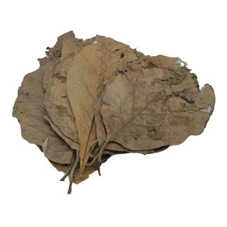 Teak Leaves x 10