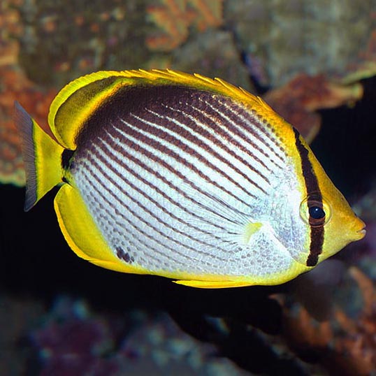 Melanotus Butterfly MED
