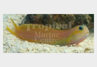 Midas Blenny MED