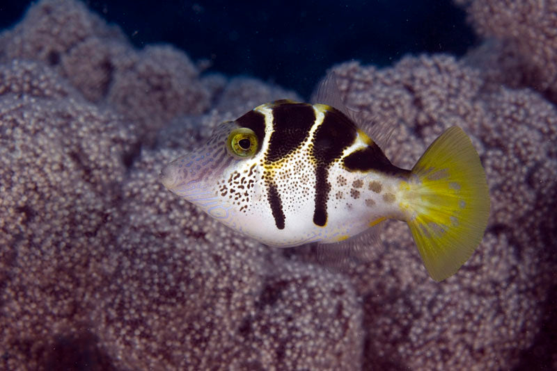 Mimic Filefish MED