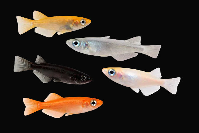Assorted Ricefish 2-3cm