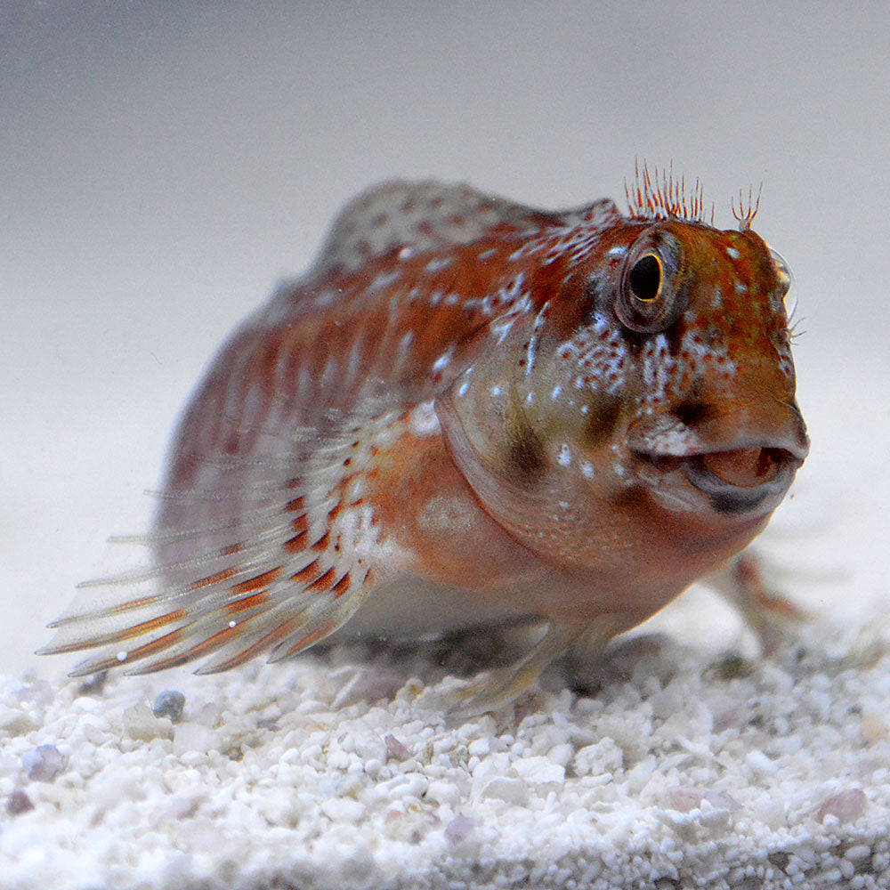 Molly Miller Blenny MED