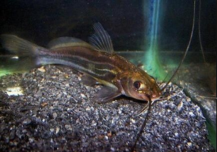 Golden Striped Catfish 5cm