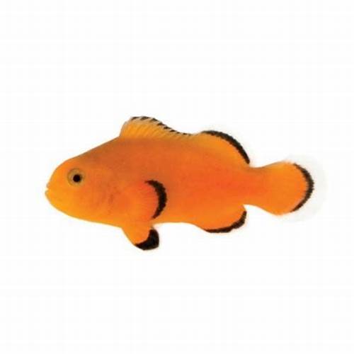 Naked Clownfish – Tank Bred Pair MED
