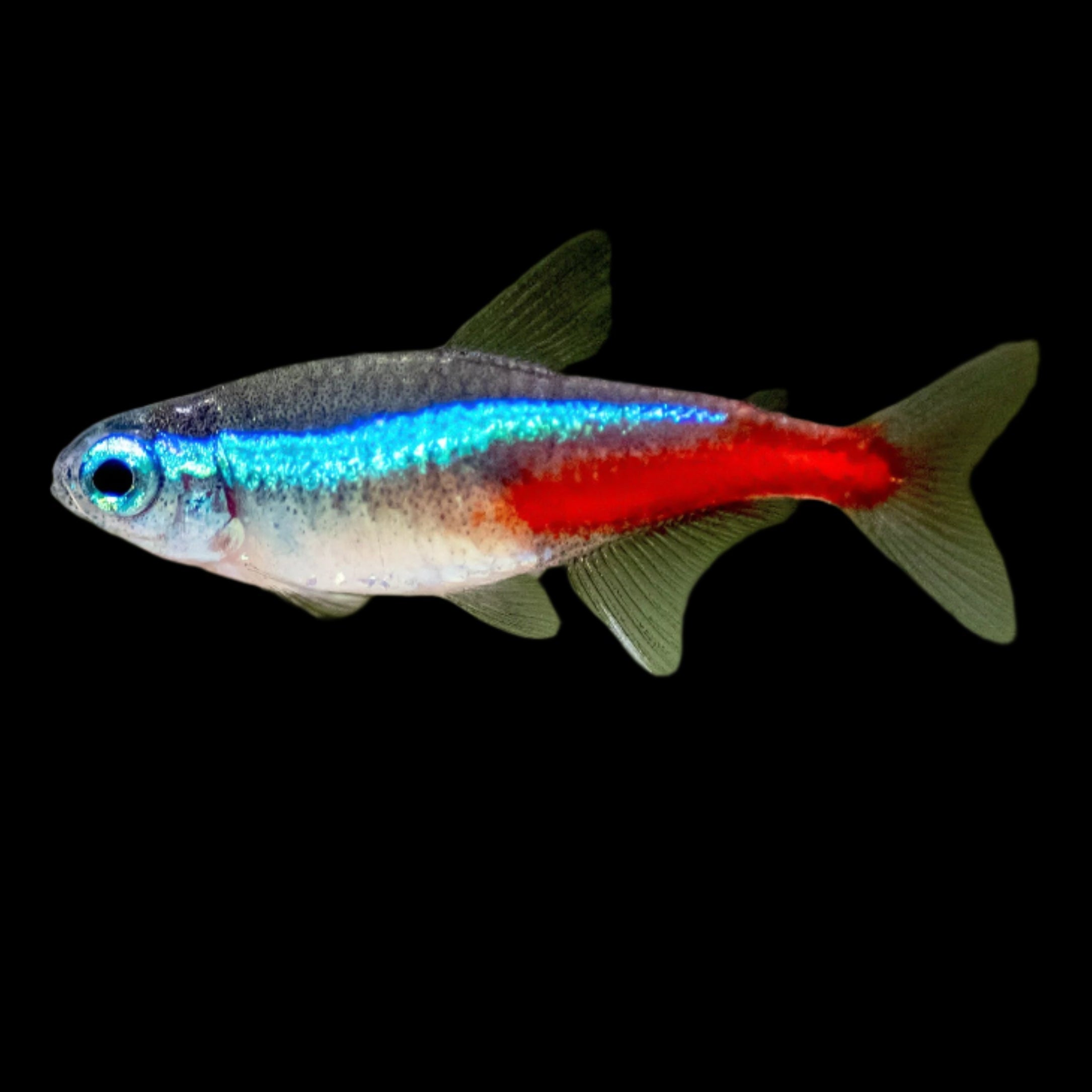 Neon Tetra 1.8cm - Tropical Supplies North East