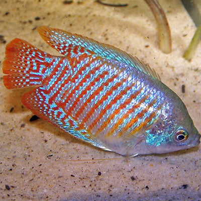 Neon Blue Dwarf Gourami 4cm