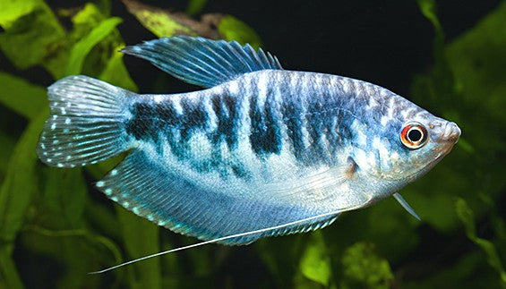 Opaline Gourami 7cm