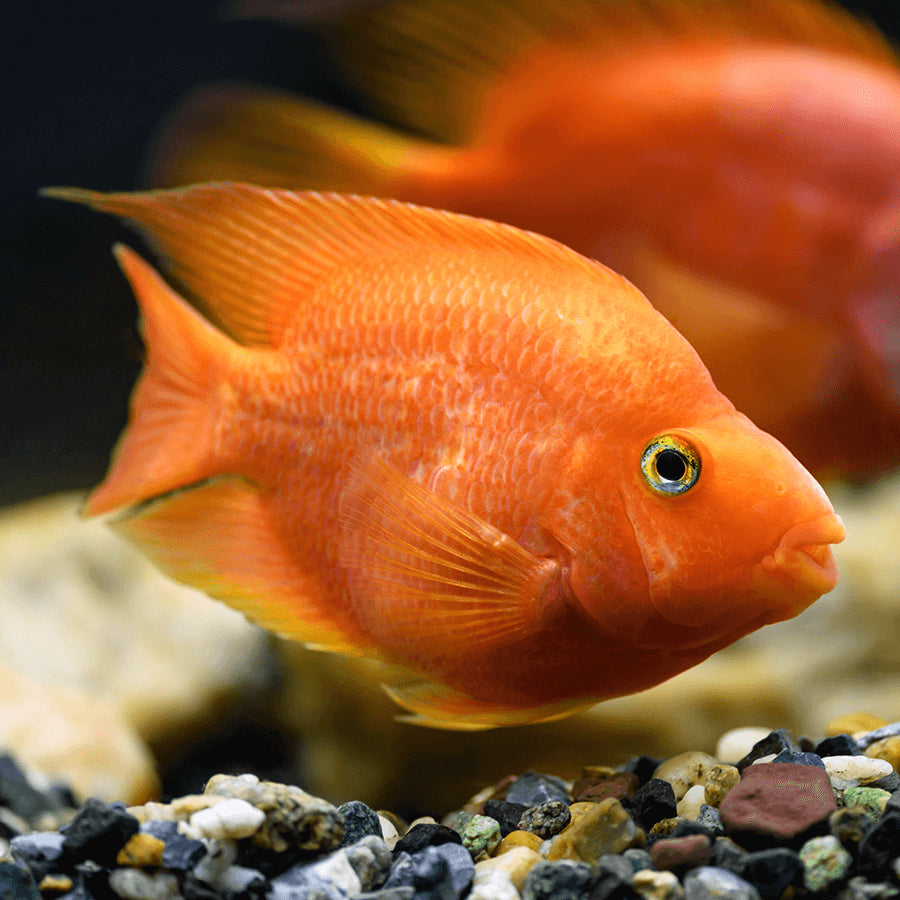 Orange Parrot Fish 12cm+