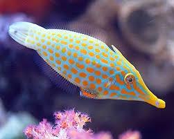 Orange Spot Filefish LRG