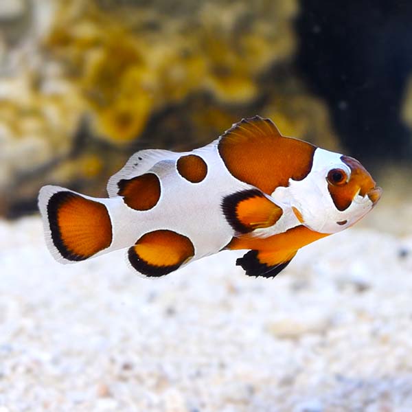 Orange Storm Clownfish – Tank Bred Pair MED
