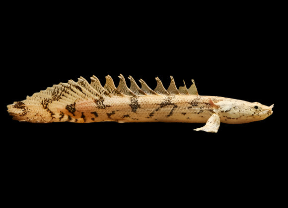 Saddled Bichir 10-12cm