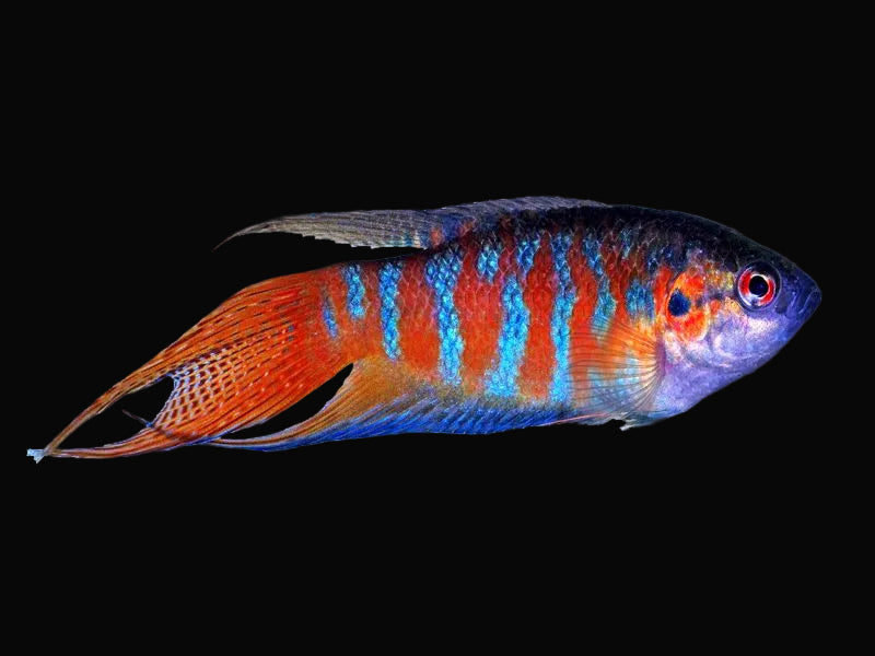 Blue Paradise Fish 5cm