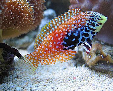Peacock Wrasse MED