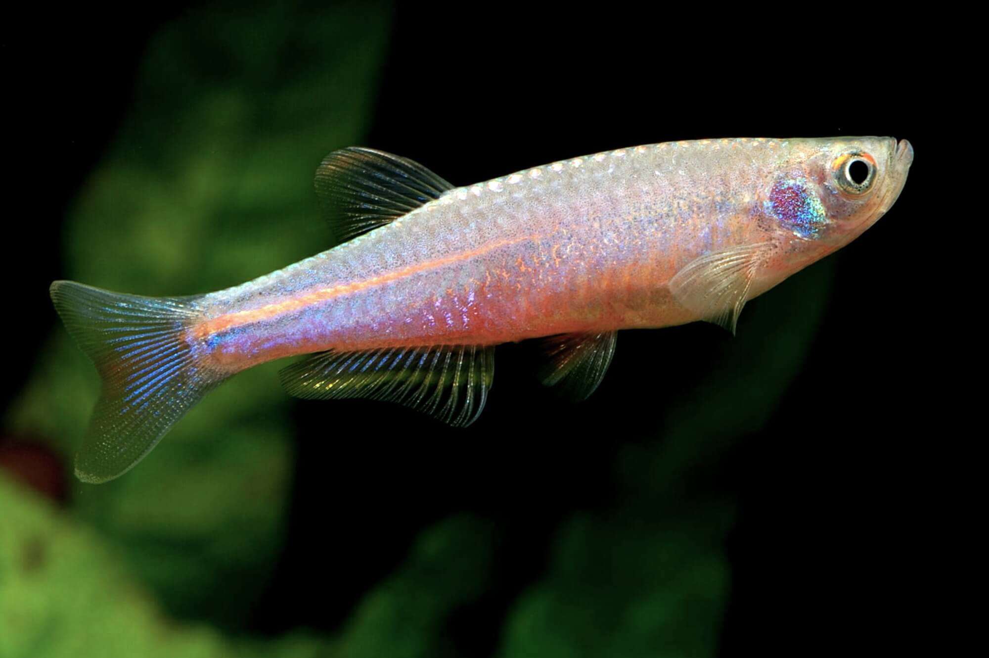 Pearl Danio 3cm