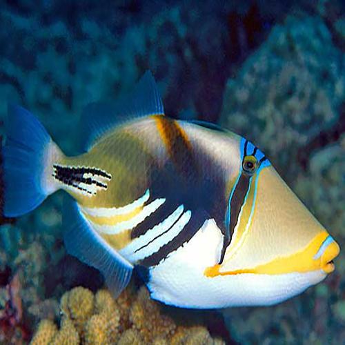 Picasso Triggerfish MED