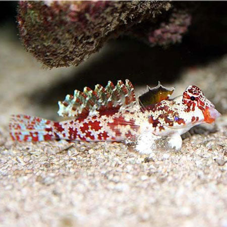 Pink Scooter Blenny MED
