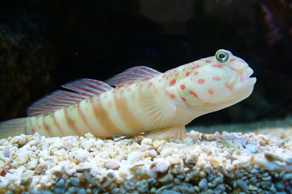 Pink Spot Goby LRG