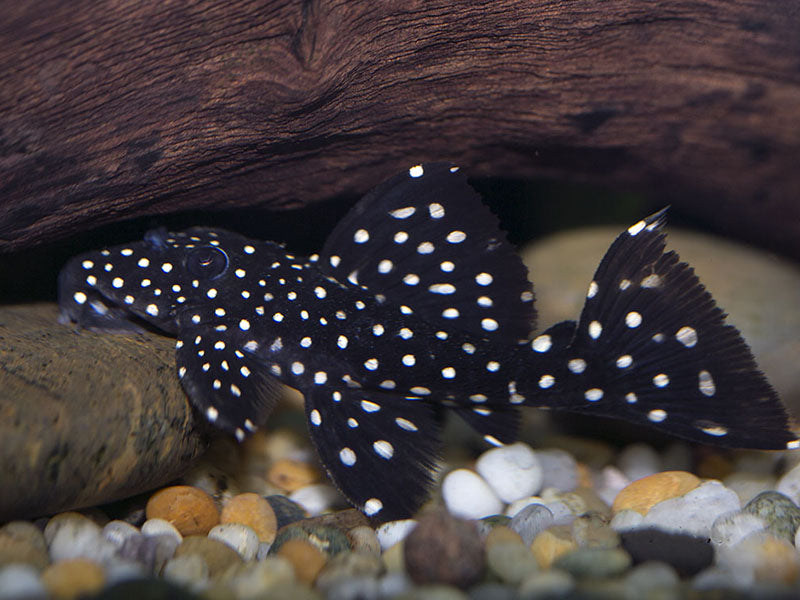 Galaxy Vampire Pleco L240 5-6cm