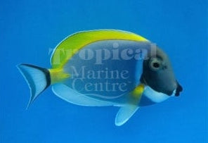 Powder Blue Tang MED