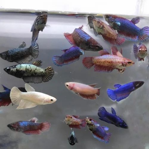 Assorted Female Betta 4cm