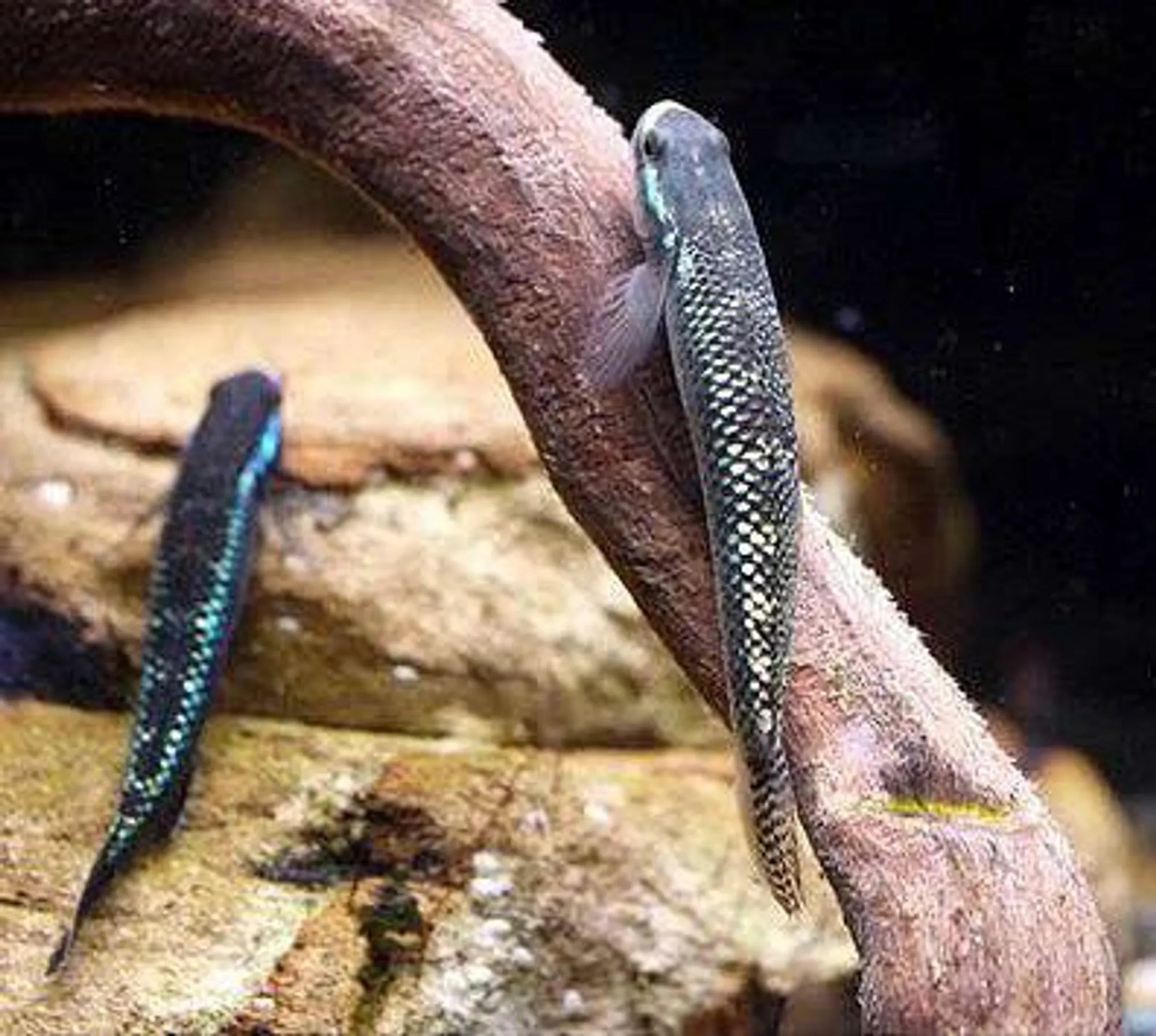 Black Kumpay Goby 5cm