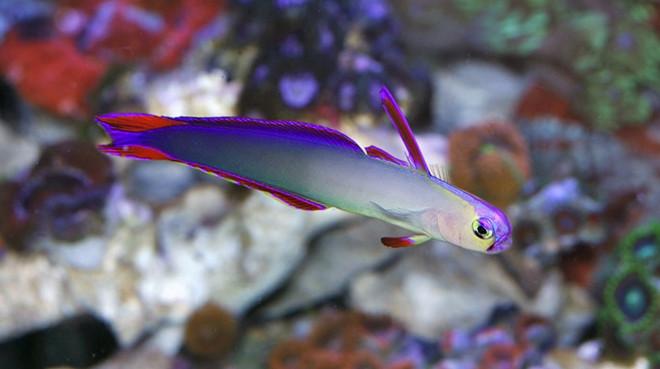 Purple Firefish MED
