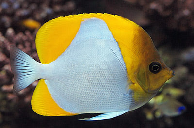 Yellow Pyramid Butterfly MED