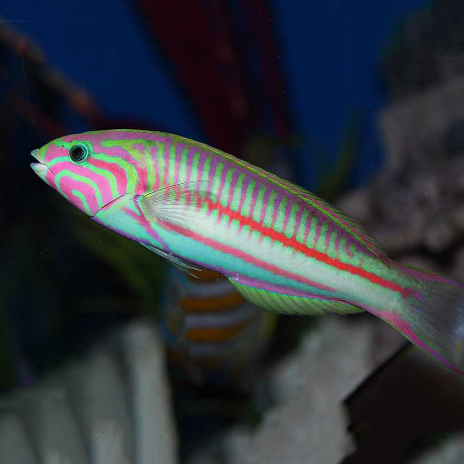 Queen Wrasse LRG