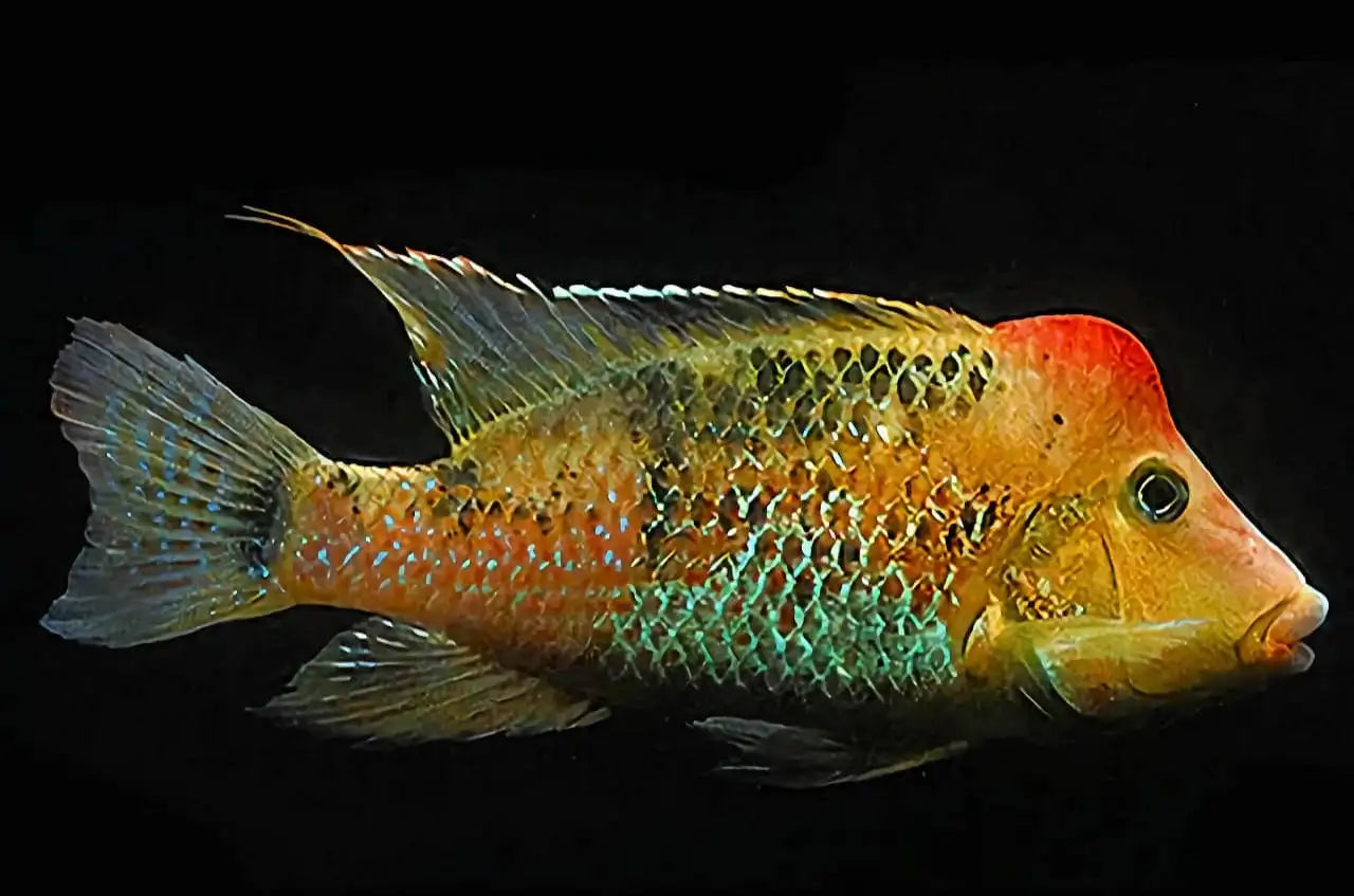 Geophagus Hondae Red Hump 6cm