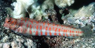 Red Spot Flymo Blenny MED