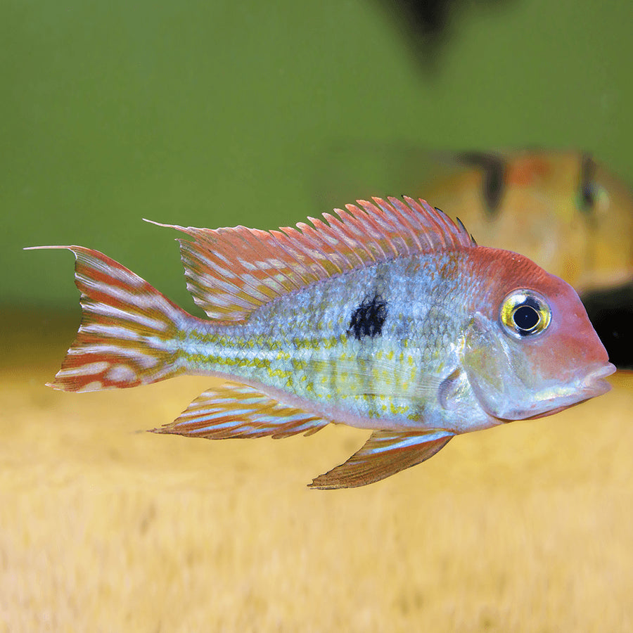 Geophagus Tapajo Red Head 6cm