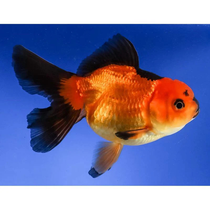 Red & Black Oranda 3"