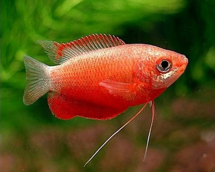 Red Robin Gourami 5-6cm