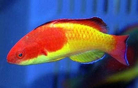 Red Hooded Dwarf Parrot SML