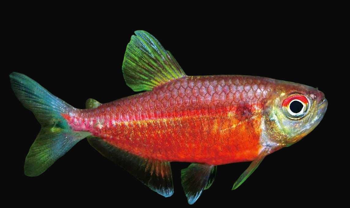 Red Laser Tetra 4cm