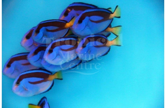 Regal Tang SML