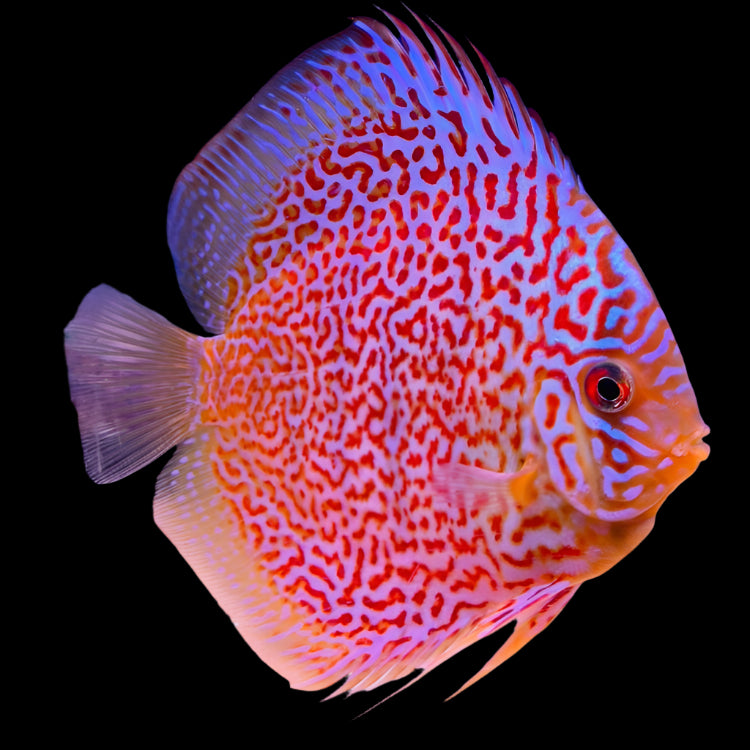 Red Leopard A Grade Discus 8cm+ Body Size - Mr.Johns Discus Farm